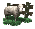 sheep013.gif
